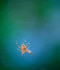 Spider, Cueva Deboyu, Campo de Caso, Redes Natural Park, Caso Council, Asturias, Spain, Europe