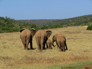 Elephants