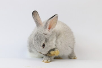 Fluffy Grey Bunny Rabbit on White Background