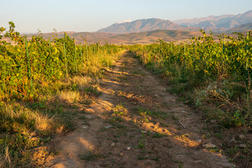 Fototapeta na wymiar Vineyard at sunset, scenic mountainous landsape, path