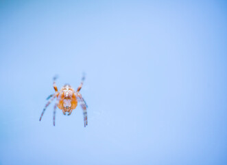 Spider, Cueva Deboyu, Campo de Caso, Redes Natural Park, Caso Council, Asturias, Spain, Europe