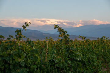 Vineyards and sunset over the mountains