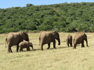 Fototapeta premium Elephants