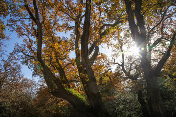 Trees in autumn colour, golden leaves in low sun in forest setting