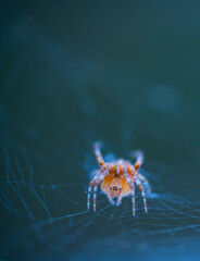 Spider, Cueva Deboyu, Campo de Caso, Redes Natural Park, Caso Council, Asturias, Spain, Europe