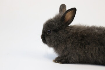 Cute Black Bunny Rabbit on White background