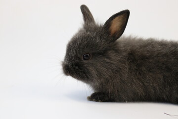 Obraz premium Cute Black Bunny Rabbit on White background