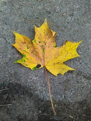 one colorful maple leaf on the asphalt in the autumn