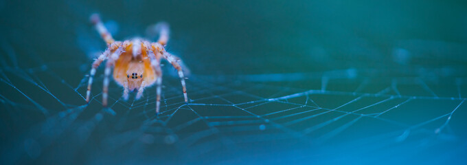 Spider, Cueva Deboyu, Campo de Caso, Redes Natural Park, Caso Council, Asturias, Spain, Europe