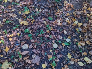 Colorful background of fallen autumn leaves in forest