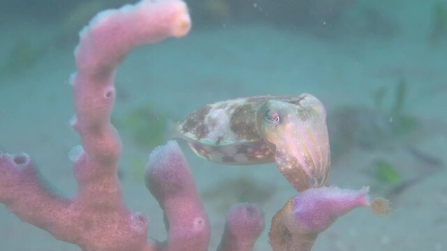 Australian calamar cuttle diving in deep clear ocean during daylight between corals.Underwater close up.