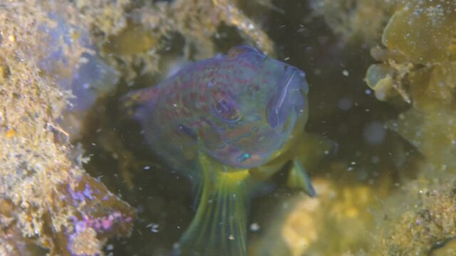Multicolored blenny fish swimming between coral reefs in australian ocean.Close up shot.