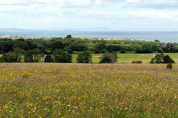 Landscapes of Ireland. A meadow with wildflowers on the shores of the Irish Sea.Ireland.