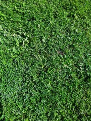 grass and greens in the autumn season