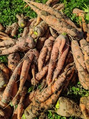 dug carrots from the garden in autumn