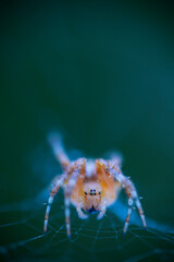 Spider, Cueva Deboyu, Campo de Caso, Redes Natural Park, Caso Council, Asturias, Spain, Europe
