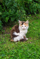 Naklejka na ściany i meble little kitten in the yard on the grass in the summer