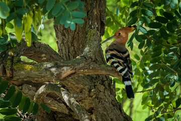 Eurasian Hoopoe Upupa epops Costa Ballena Cadiz