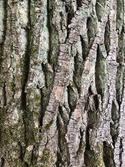 bark of a tree texture background