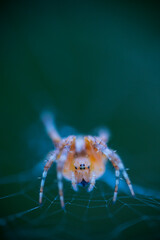 Spider, Cueva Deboyu, Campo de Caso, Redes Natural Park, Caso Council, Asturias, Spain, Europe