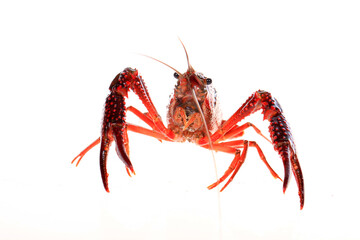 Crawfish