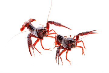 Crawfish