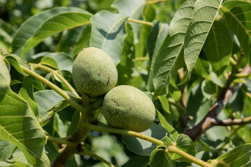 Fototapeta premium Green unriped walnuts on the the walnut tree.