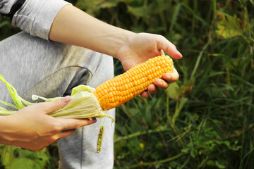 Corn. Yellow corn close up. Corn in the hands. The girl cleans the corn.