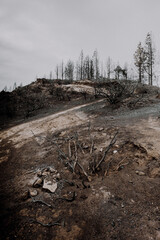 Consequences of the great fire of Gran Canaria with pines and trees totally burned and a disaster on the flora and fauna of the island
