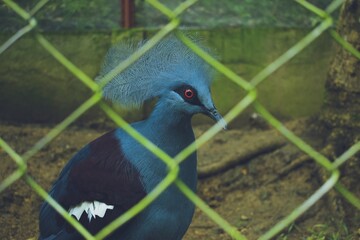 Shallow focus photography of blue and black bird