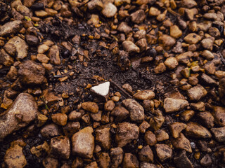 Pebbles on the mussy ground