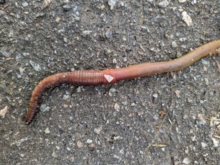 worm on wet pavement after rain in the daytime top view