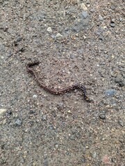 worm with crumbs of sand crawls on a sandy area
