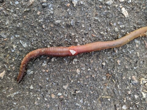 Worm On Wet Pavement After Rain In The Daytime Top View