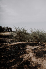 Obraz premium Consequences of the great fire of Gran Canaria with pines and trees totally burned and a disaster on the flora and fauna of the island