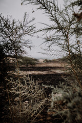Consequences of the great fire of Gran Canaria with pines and trees totally burned and a disaster on the flora and fauna of the island
