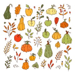 Set of hand drawn autumnal elements - Apples, pumpkins, leaves, berries - Vector illustration isolated objects