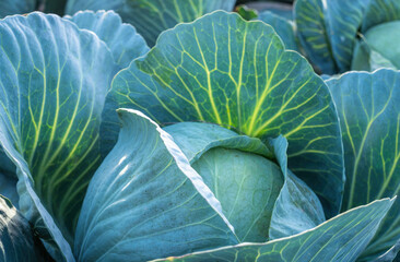 Heads of ripe cabbage on an agricultural field