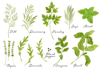 Watercolor culinary herbs collection isolated on white background. Dill, rosemary, parsley, thyme, arugula, black pepper, oregano, basil. © Helga