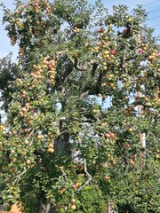 old apple tree