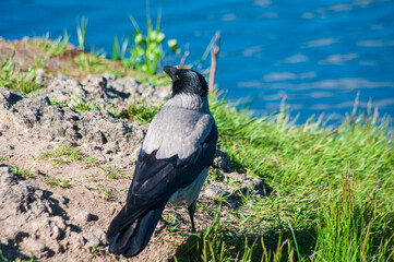 crow on the shore of the reservoir
