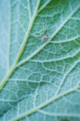 Spider, Leon province, Castilla y Leon, Spain, Europe