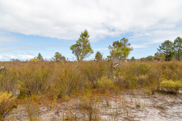 Landscape at Lake Gnangara, Perth, Western Australia