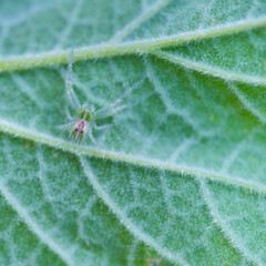 Spider, Leon province, Castilla y Leon, Spain, Europe