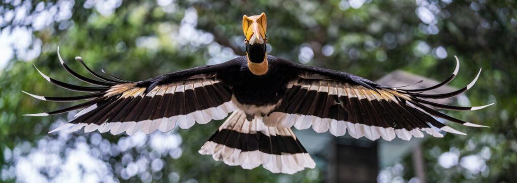 Great hornbill flying in the air.