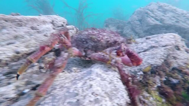 spider crab maja squinado walking in atlantic sea coast  , in Galicia named centolla , Spain , video hd footage