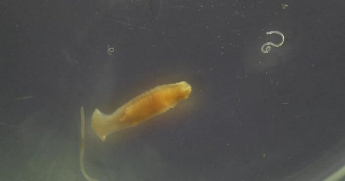 The study parasite or worms is a freshwater fish parasite in laboratory for education.
