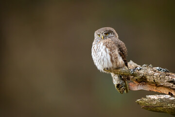 Small predator eurasian pygmy owl, glaucidium passerinum, perched on the lichen-covered old branch in the woods. Beautiful little owl with yellow eyes and dotted feathers resting in the forest.