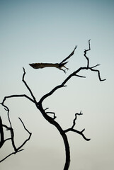 Silhouette of bird of prey taking flight at dusk. Photographed in Etosha National Park, Namibia, Southern Africa.