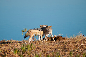 Two black-backed jackals (Canis mesomelas) play-fighting by a watering hole in Etosha National Park, Namibia.
